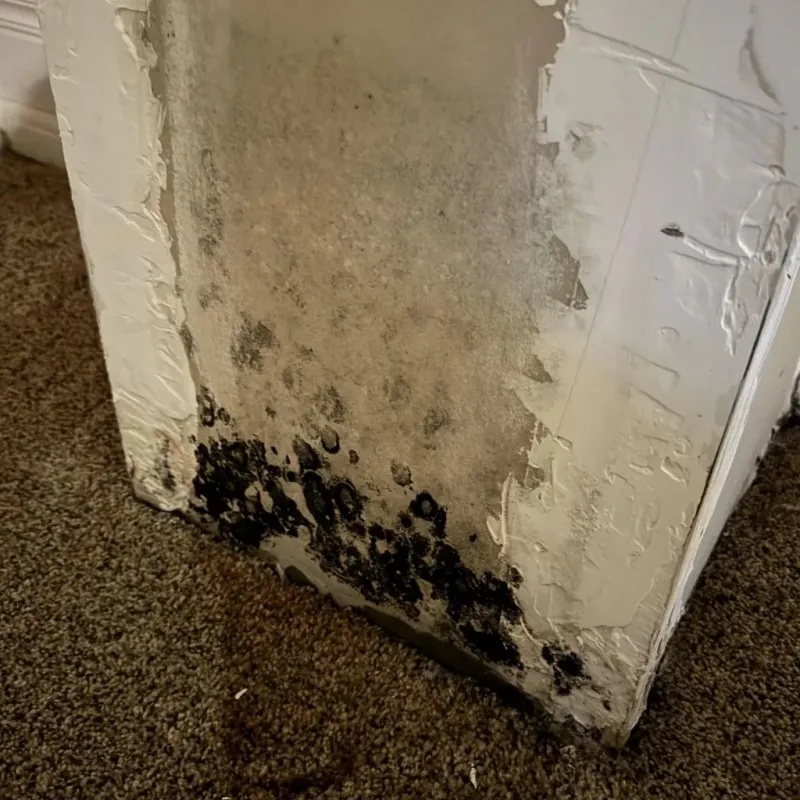 Professional Mold Removal in Mercer County, IL